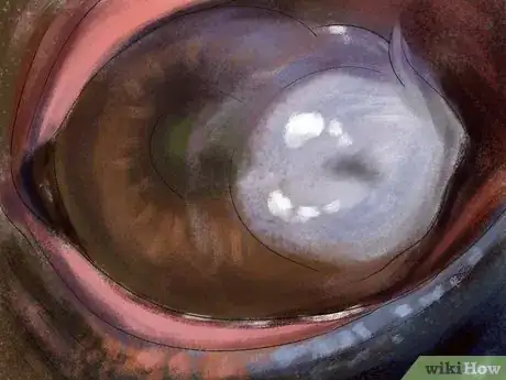 Image titled Spot Ulcer Symptoms in Horses Step 13