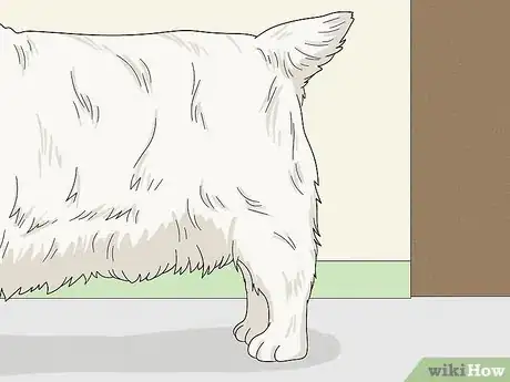 Image titled Identify a Clumber Spaniel Step 12