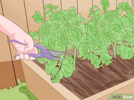 Image titled When to Plant Tomatoes Outside in the UK Step 8