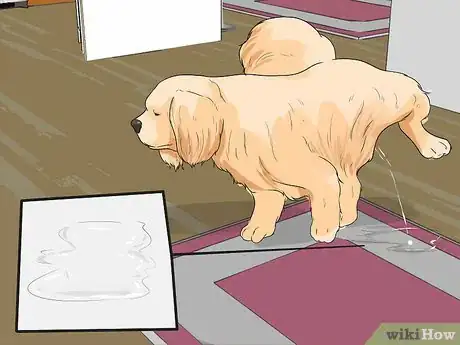 Image titled Diangose Juvenile Renal Dysplasia in Shih Tzus Step 1