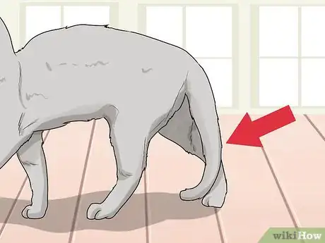 Image titled Figure Out Your Cat's Mood Step 7