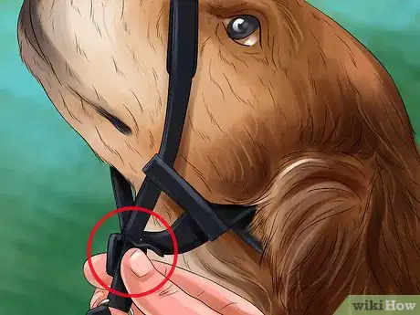 Image titled Know if a Head Halter Is Right for Your Dog Step 8