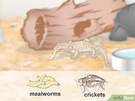 Image titled Care for a Tokay Gecko Step 9