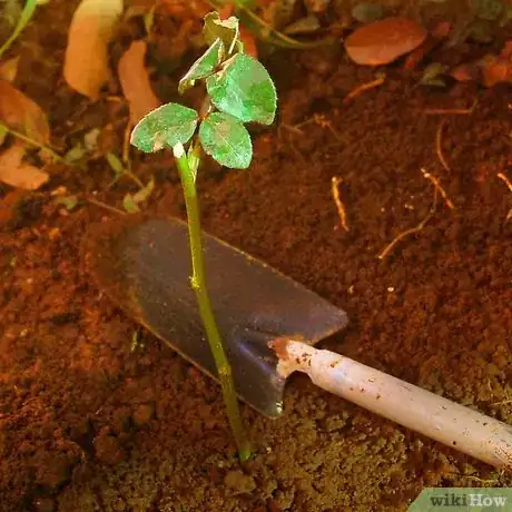 Image titled Grow a Rose Bush from Rose Bush Cuttings Step 4