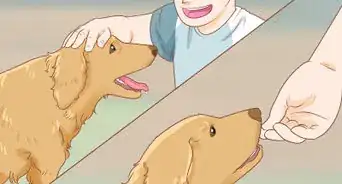 Train a Golden Retriever