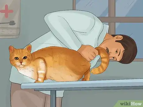 Image titled Treat Bacterial Cystitis in Cats Step 6