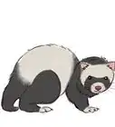 Draw a Ferret