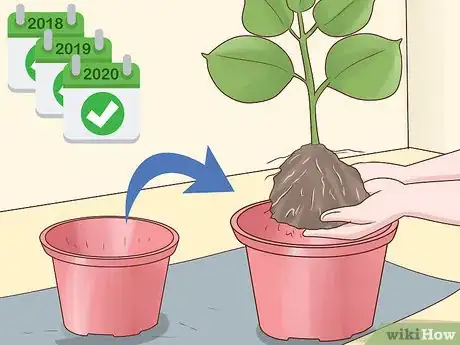 Image titled Grow a Rubber Tree Step 20