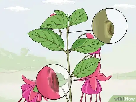 Image titled Fight Fuschia Gall Mites Step 13
