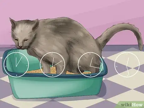 Image titled Treat Bacterial Cystitis in Cats Step 1