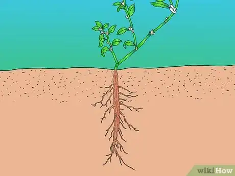 Image titled Identify Knotweed Step 8