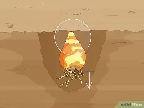 Image titled Plant Spider Lily Bulbs Step 7