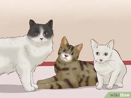 Image titled Get a Cat for a Pet Step 10