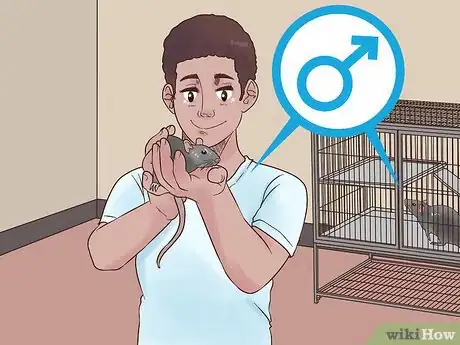 Image titled Exercise a Pet Rat Step 10