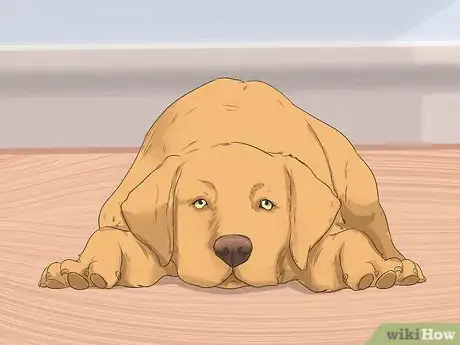 Image titled Treat Hypothyroidism in Golden Retrievers Step 6