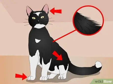 Image titled Collect Toys for a Warriors Roleplay Step 15