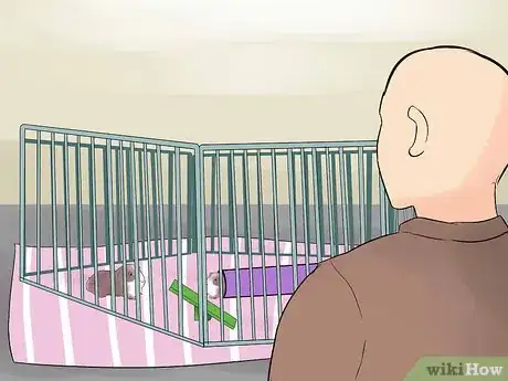 Image titled Introduce Your Guinea Pig to Floor Time Step 14