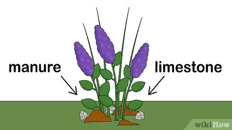 Image titled Care for Lilacs Step 6