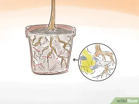 Image titled Prune a Standard Fig Tree Step 3