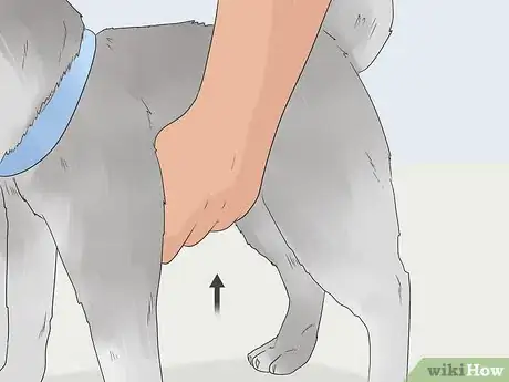 Image titled Teach a Dog to Bow Step 12