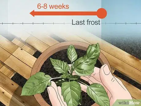 Image titled Grow Tomatillos Step 4