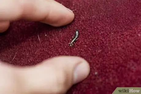 Image titled Avoid Hurting Insects Step 8