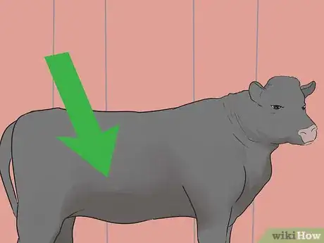 Image titled Show Heifers Step 16