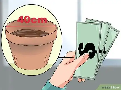 Image titled Care for Frangipanis Step 3