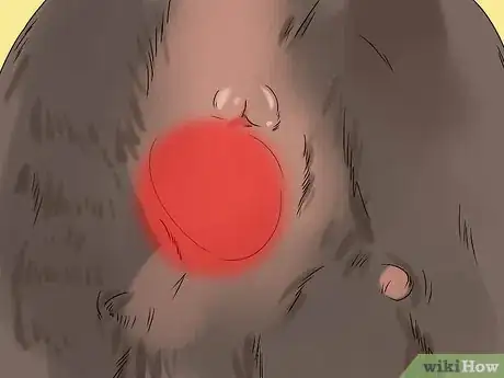 Image titled Diagnose Canine Anal Sac Problems Step 4