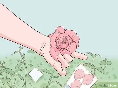 Image titled Buy Rose Bushes Step 1