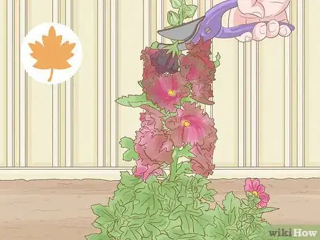 Image titled Propagate Hollyhocks Step 19