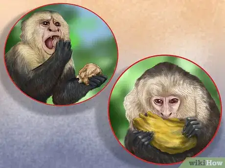 Image titled Quiet a Capuchin Monkey Step 9