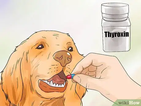 Image titled Treat Hypothyroidism in Golden Retrievers Step 2