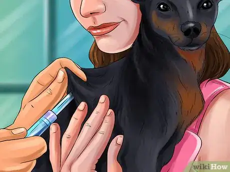 Image titled Choose a Minpin Step 3