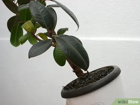 Image titled Prevent Bugs In Your Houseplants Step 6