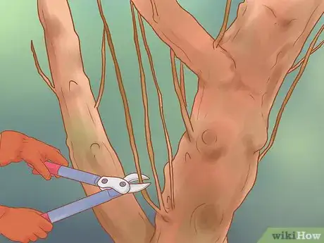 Image titled Prune Old Apple Trees Step 19