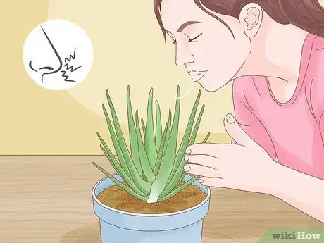 Image titled Why Does Your Aloe Plant Stink Step 2