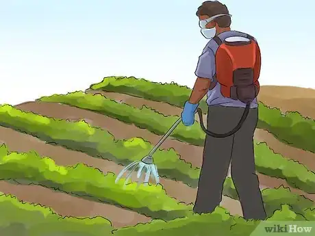 Image titled Harvest Lentils Step 4