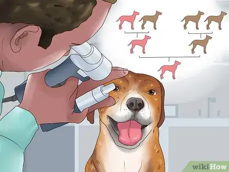 Image titled Know if Your Dog Is Healthy Enough to Breed Step 4