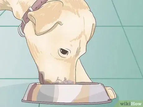 Image titled Feed an Older Dog with Heart Disease Step 3