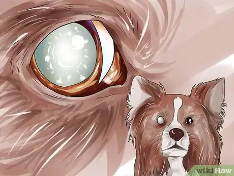 Image titled Diagnose Canine Eye Infections Step 3