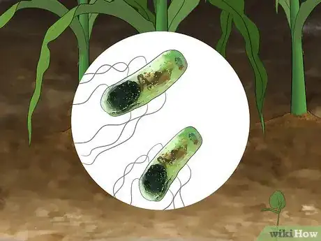 Image titled Control Corn Ear Worms Step 10