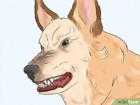 Image titled Identify a Belgian Laekenois Dog Step 12