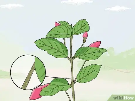 Image titled Fight Fuschia Gall Mites Step 15