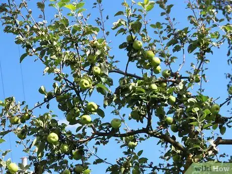 Image titled Buy Fruit Trees Step 6