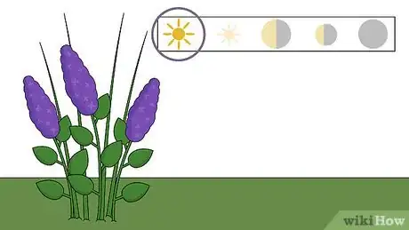 Image titled Care for Lilacs Step 1