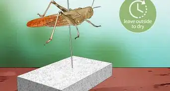 Preserve Insects in Resin