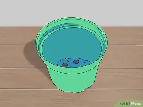 Image titled Grow Dichondra Step 20