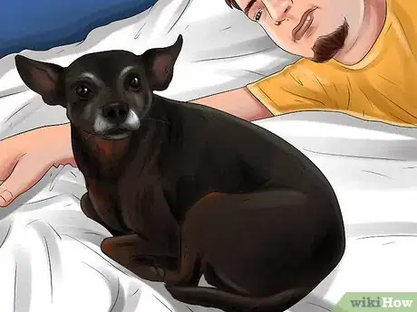 Image titled Choose a Minpin Step 6