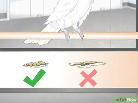 Image titled Choose a Cockatoo Step 12